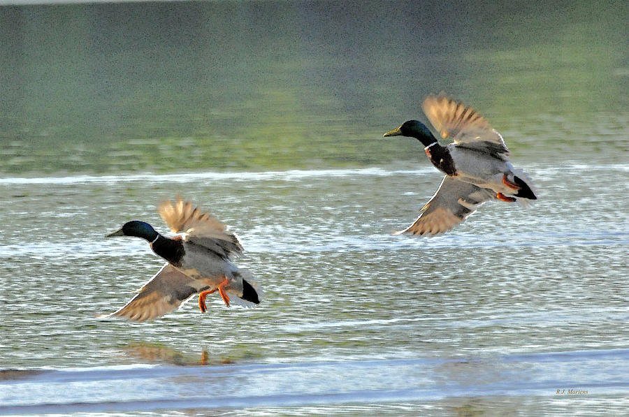 Drake Photograph - Drakes Morning by RJ Martens Drake Photograph - Drakes Morning by RJ Martens