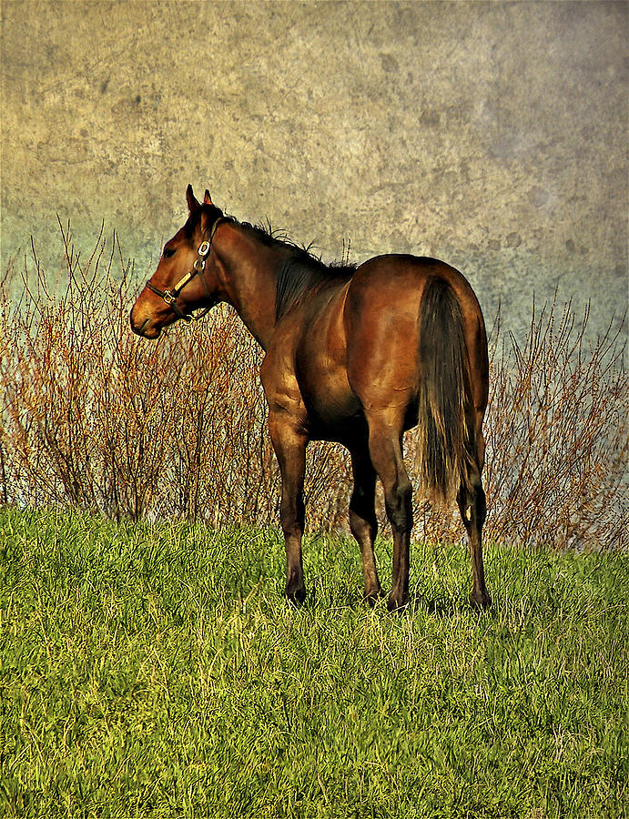 Horse Photograph - Dreamer #1 by Steve Harrington