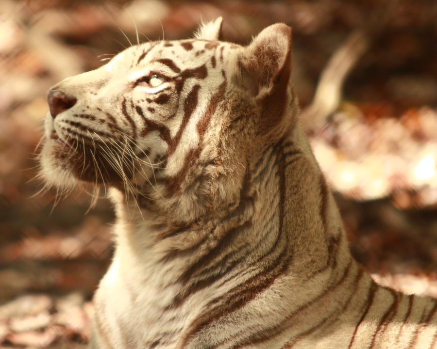 dreaming about lots of tigers