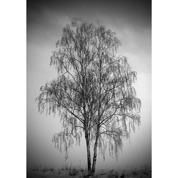 Winter Photograph - Dreaming Tree #iphonesia #instagood #1 by Robin Hedberg