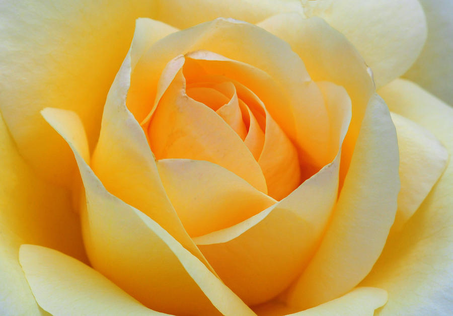 Rose Photograph - Dreamy Rose #1 by Dave Mills