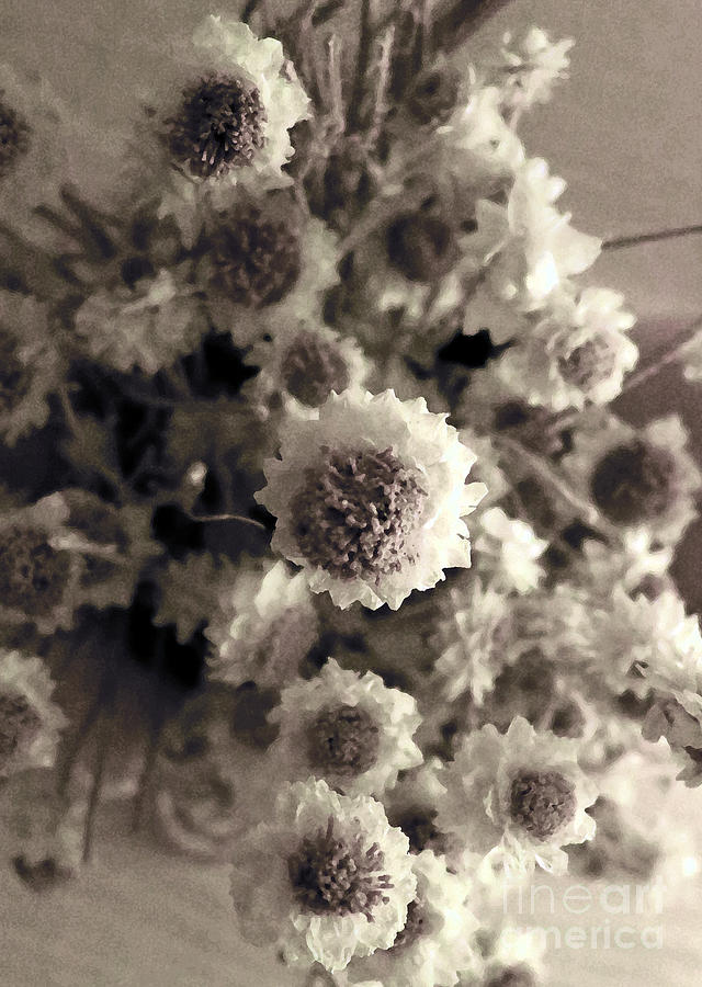 Dried Flowers #1 Photograph by Patricia Januszkiewicz
