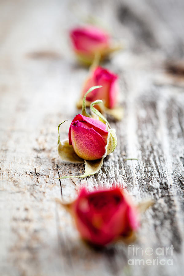 Flower Photograph - Dried rose buds #1 by Kati Finell