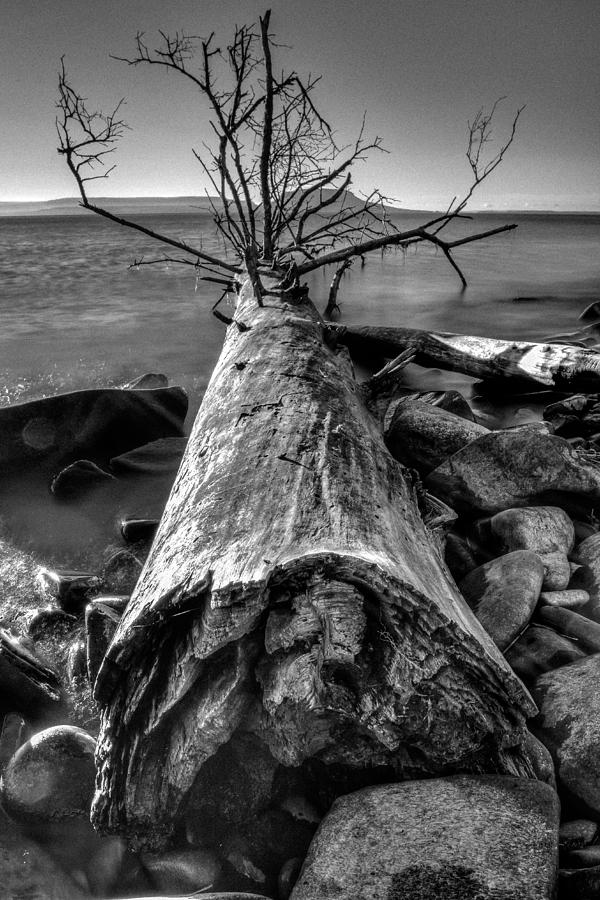 Driftwood #1 Photograph by Jakub Sisak