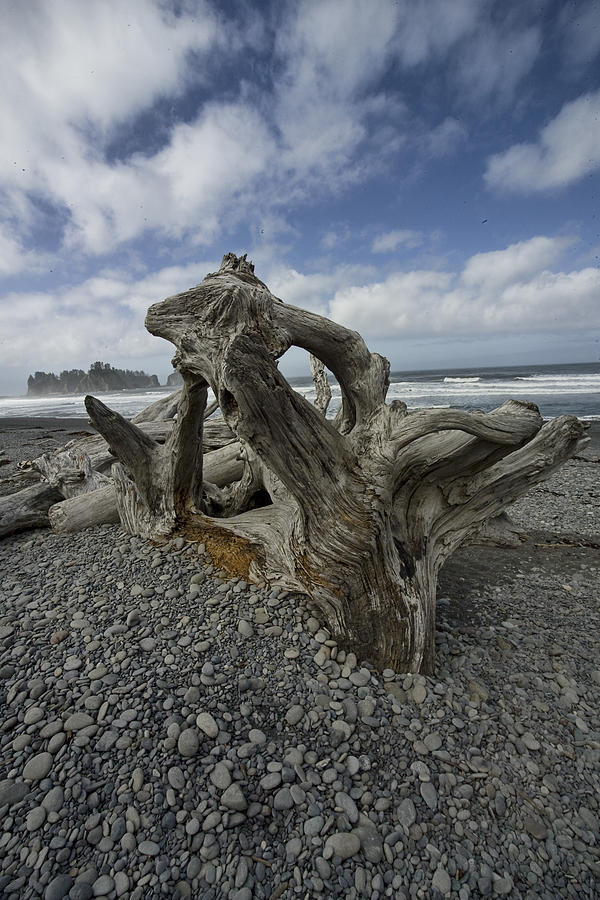 Driftwood on Rialto Beach in Olympic National Park #1 Photograph by Randall Nyhof