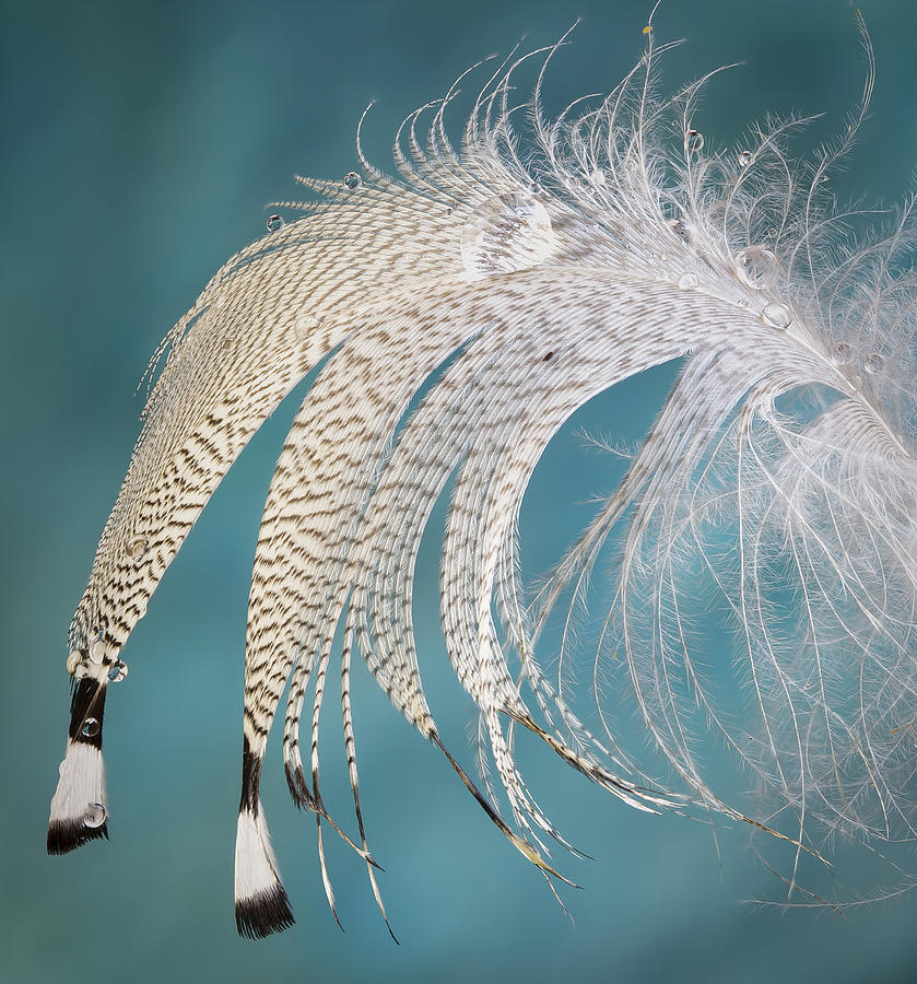 Droopy Feather #1 Photograph by Jean Noren