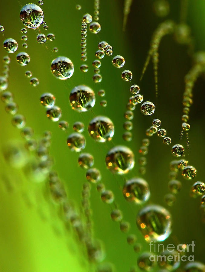 Nature Photograph - Drops in spiderweb #1 by Odon Czintos