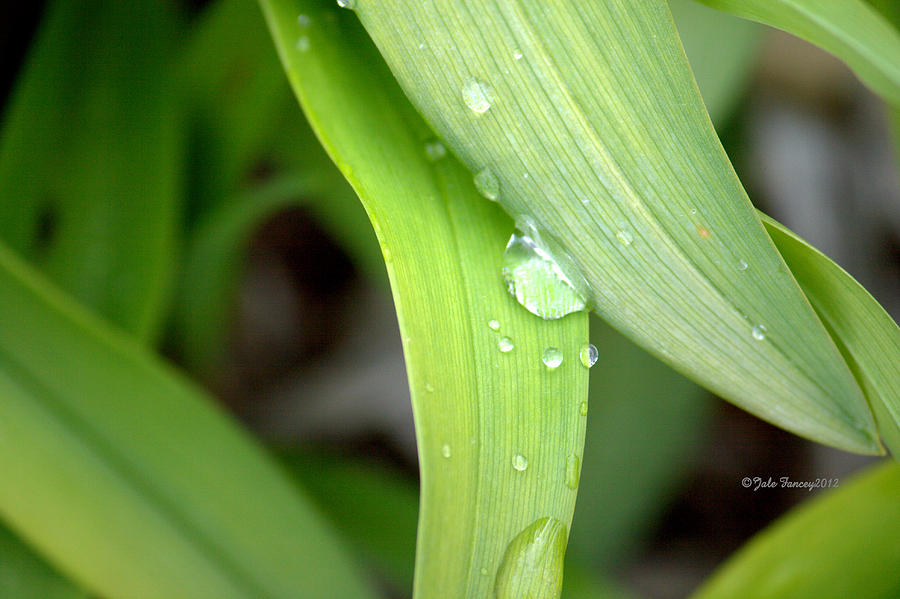 Drops of Rain #1 Photograph by Jale Fancey