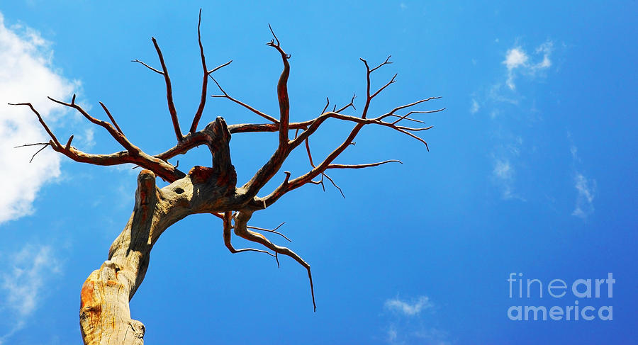 Dry tree Photograph by Anna Om - Fine Art America