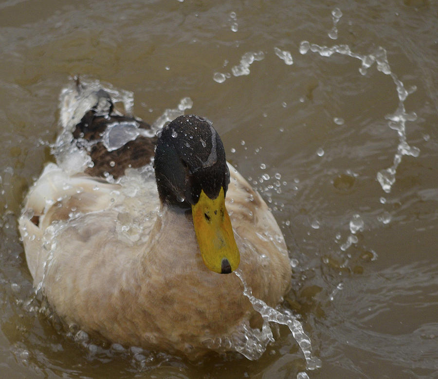 Duck bath Photograph by Brian Stevens - Fine Art America