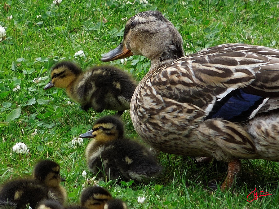 Duck Family Joy in Garden  #1 Photograph by Colette V Hera Guggenheim