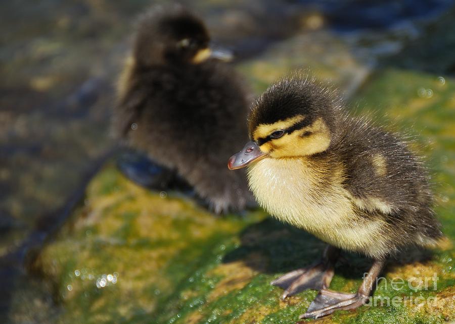 Duckling Photograph - Ducklings by Alan Clifford Duckling Photograph - Ducklings by Alan Clifford
