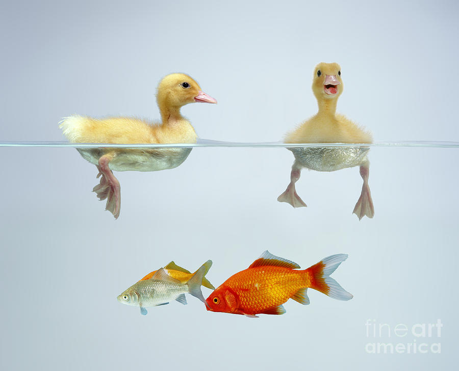 Ducklings And Goldfish #1 Photograph by Jane Burton
