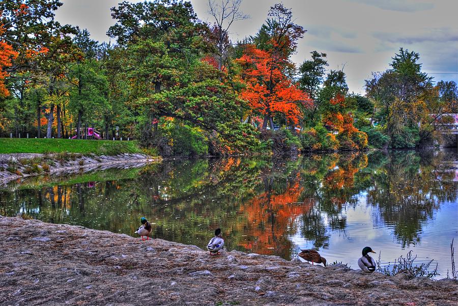 Ducks At Ellicott Creek Photograph