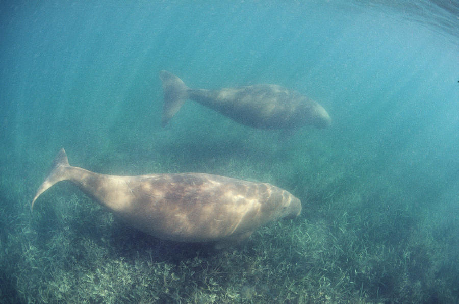 Wildlife Photograph - Dugongs #1 by Peter Scoones