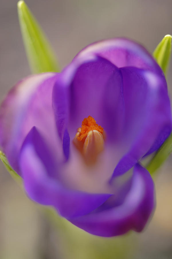 Dutch Crocus Crocus Vernus Flower #1 Photograph by Silvia Reiche