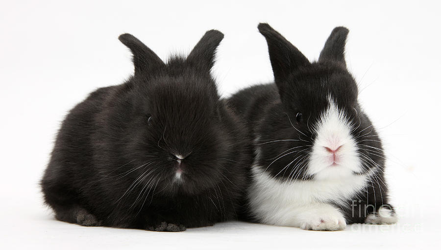 Dutch Rabbits #1 Photograph by Mark Taylor