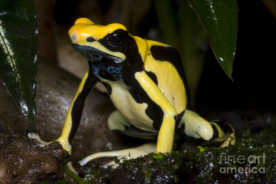 Dyeing Poison Frog #1 Photograph by Dante Fenolio