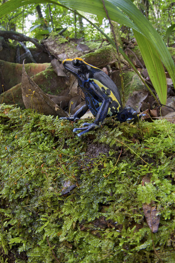 Dyeing Poison Frog In Rainforest Surinam #1 Photograph by Piotr Naskrecki