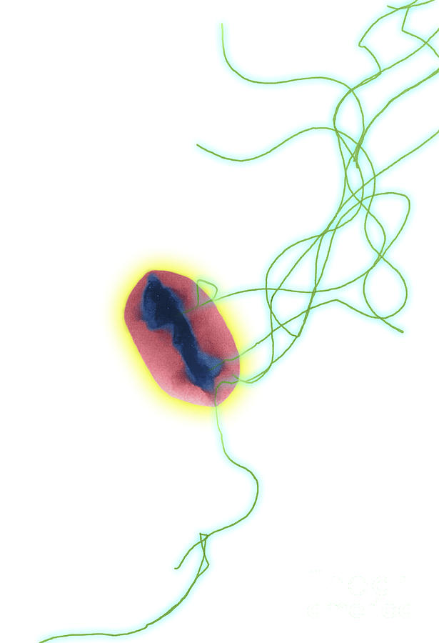 E. Coli #1 Photograph by Science Source
