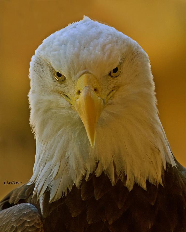 Eagle Eyes  #1 Photograph by Larry Linton