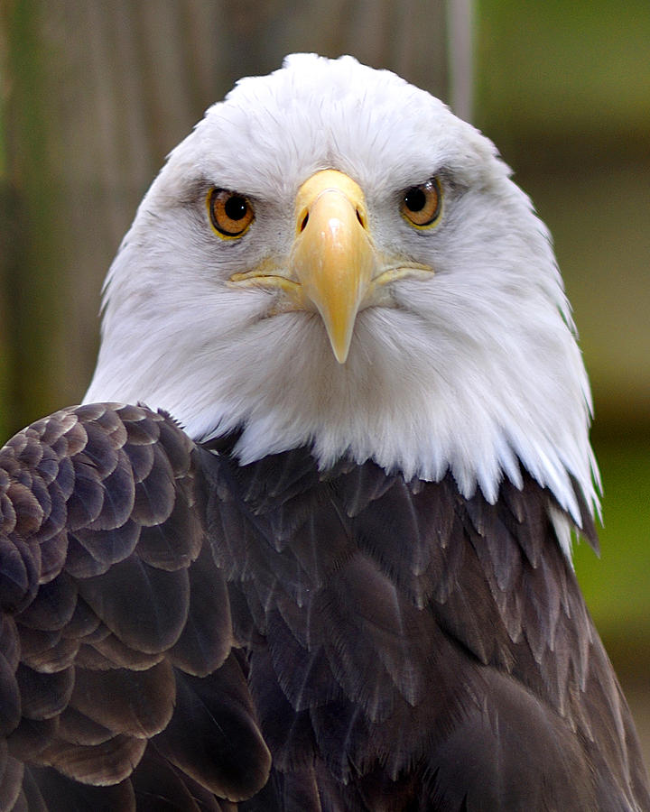 eyes of the eagle pathfinder