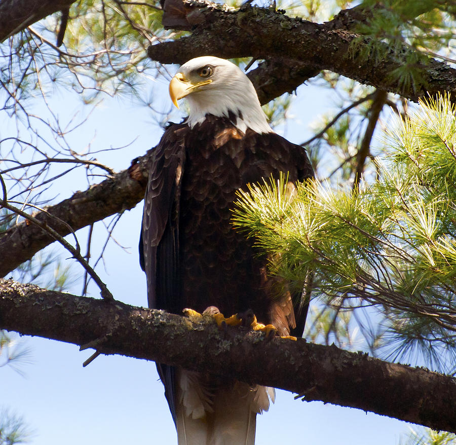 Eagle #1 Photograph by Glenn Gordon