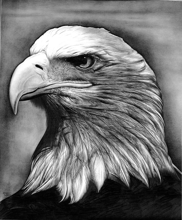 Vintage Us Flag Bald Eagle Drawings