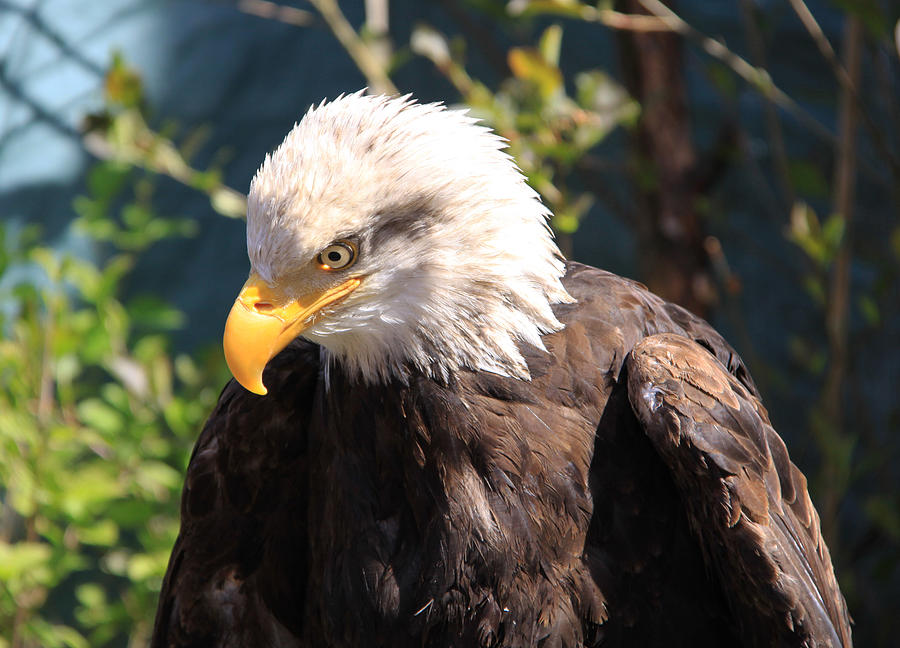 Eagle #2 Photograph by Sergey  Nassyrov