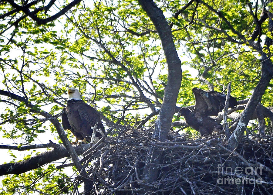 Eagles Nest With Junior #1 Photograph by Nava Thompson