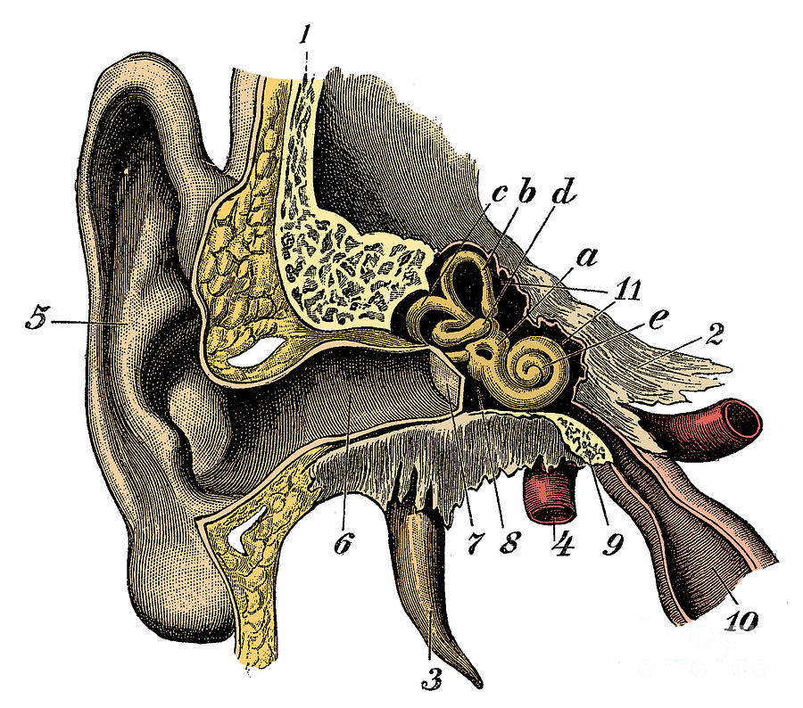 Ear Photograph - Ear Anatomy #5 by Science Source