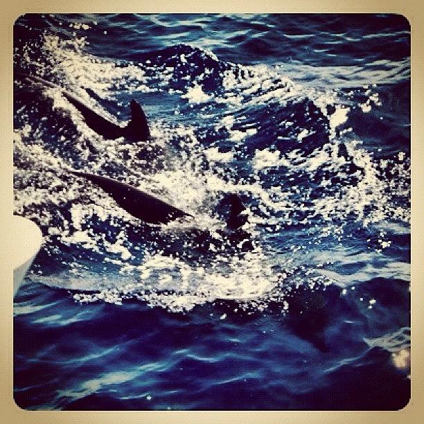 Dolphin Photograph - #earlybird #eb #earlybirdart #1 by Ute Dominikat