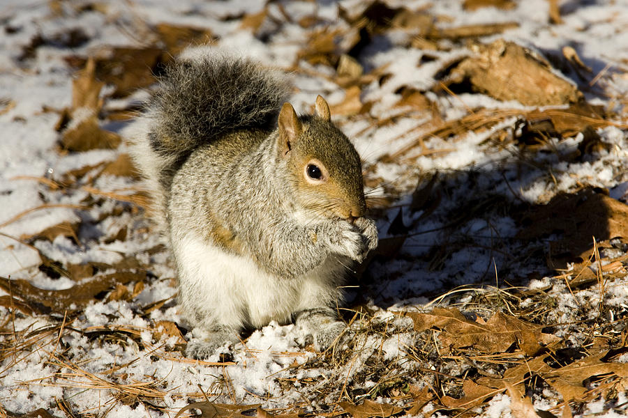 Eastern Gray Squirrel Sciurus Photograph by Tim Laman