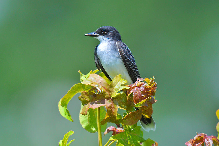Bird Photograph - Eastern Kingbird #1 by Alan Lenk