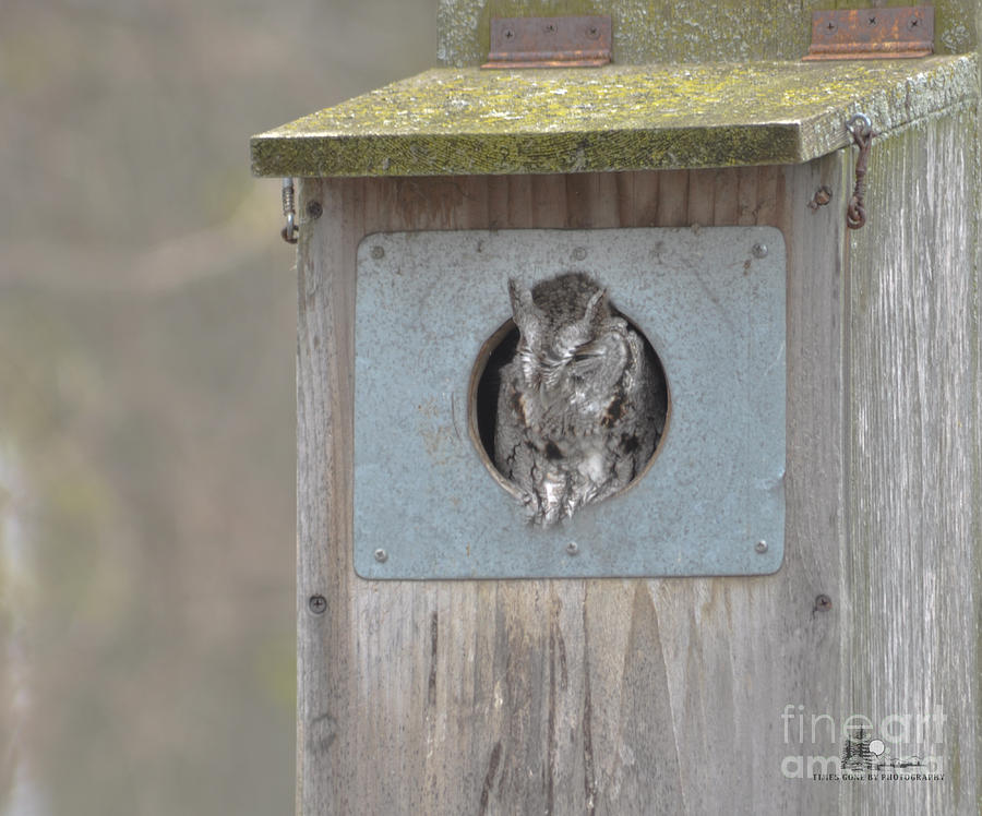Eastern Screech Owl #1 Photograph by Ronald Grogan