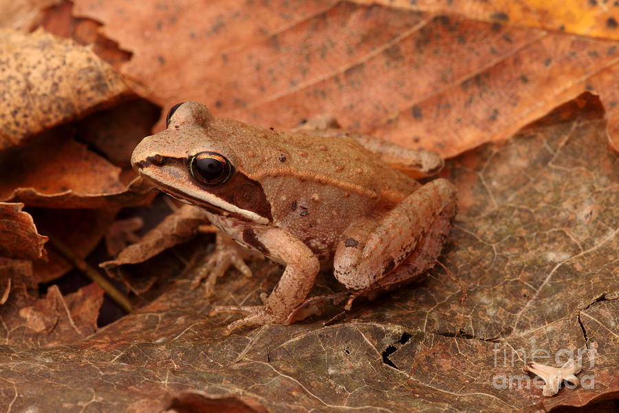 Eastern Wood Frog #1  by Ted Kinsman