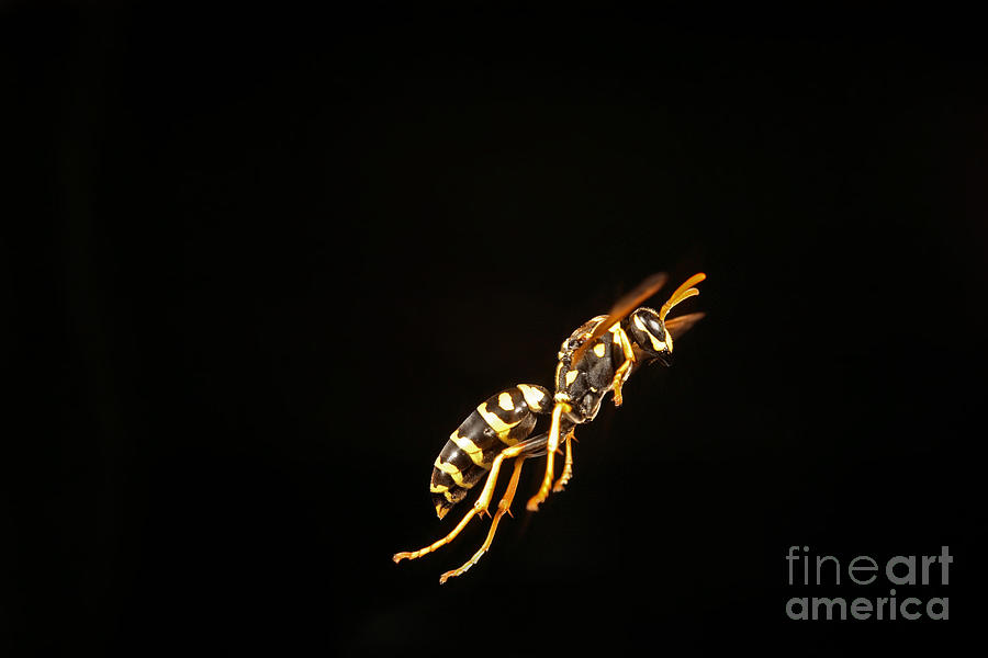 Eastern Yellow Jacket Wasp In Flight #1 Photograph by Ted Kinsman