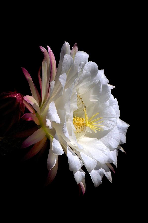 Nature Photograph - Echinopsis candicans an Argentine cactus flower #1 by C Thomas Willard