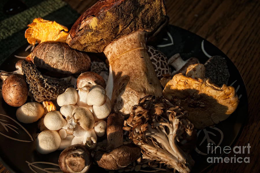 Edible Wild Mushrooms #1 Digital Art by Carol Ailles
