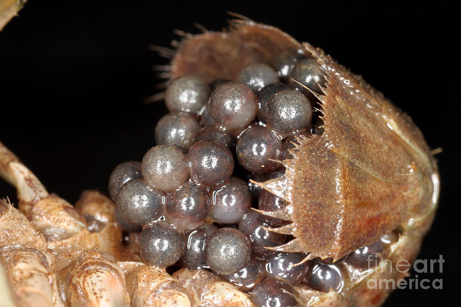 Eggs On A Crayfish #2 Photograph by Ted Kinsman