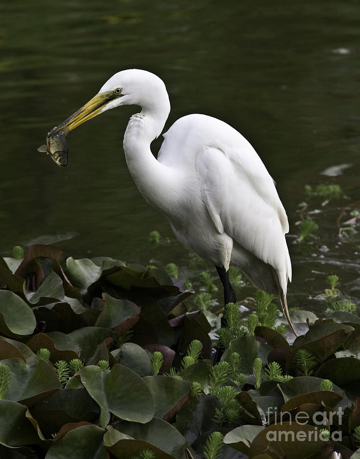 Egret Photograph - Egret Fishing #1 by Robert Wise