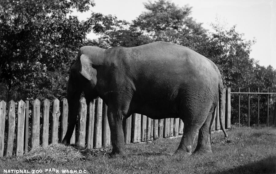 Elephant Eating At National Zoo Park Photograph by Everett - Fine Art