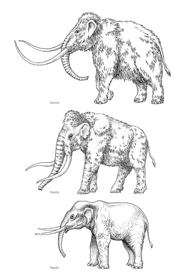 Elephant Evolution, Artwork Photograph by Gary Hincks