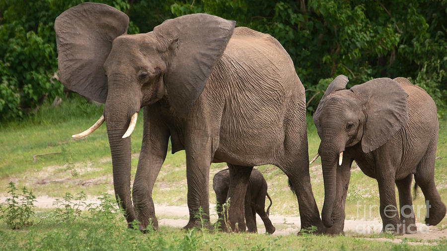 Elephant family #1 Photograph by Mareko Marciniak