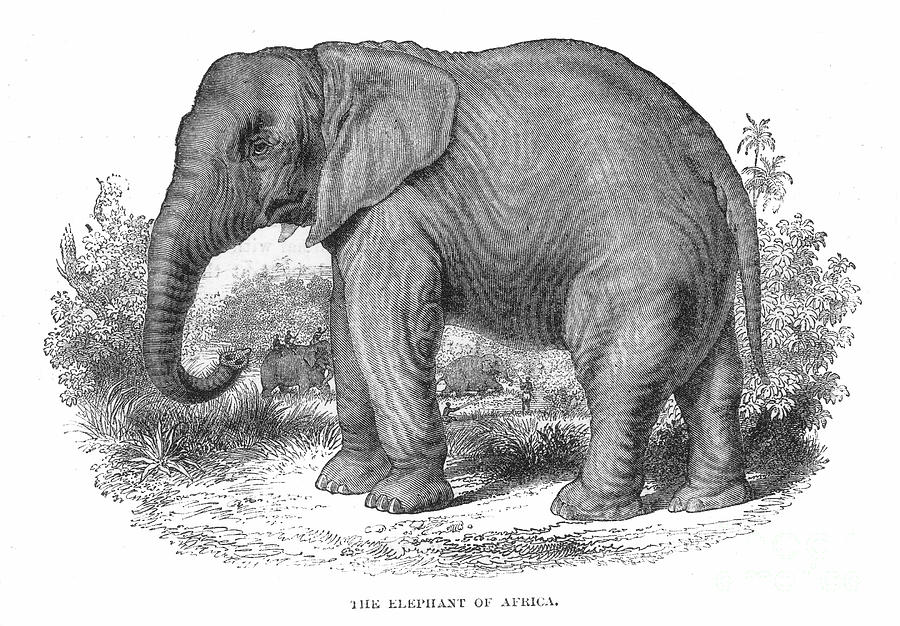 Elephant Photograph - Elephant #1 by Granger