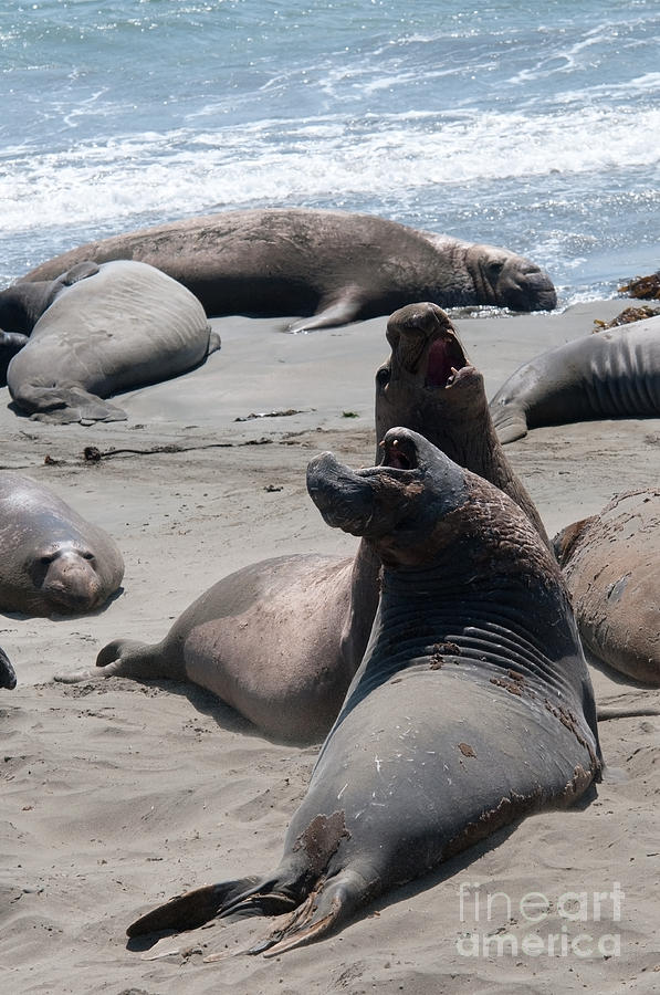 Elephant Seal Colony on Big Sur  #1 Digital Art by Carol Ailles