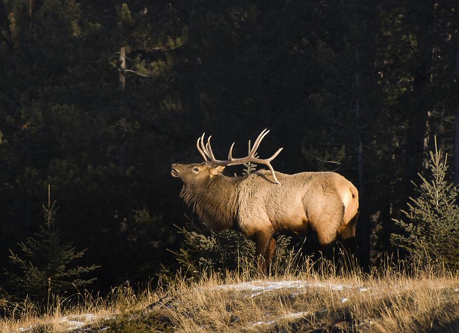 Elk In Forest, Banff National Park Photograph by Philippe Widling ...