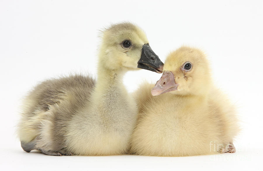 Nature Photograph - Embden X Greylag Goslings #1 by Mark Taylor