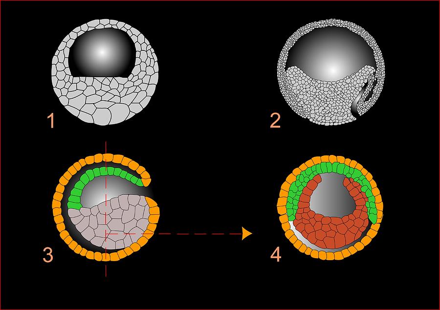 Embryonic Development Artwork Photograph By Francis Leroy Biocosmos