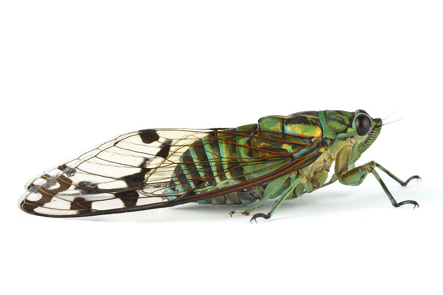 Emerald Cicada Barbilla Np Costa Rica Photograph by Piotr Naskrecki